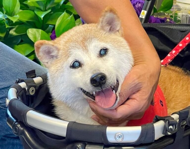 Dogecoin Is Kabosu Alive? Age Death News And Owner