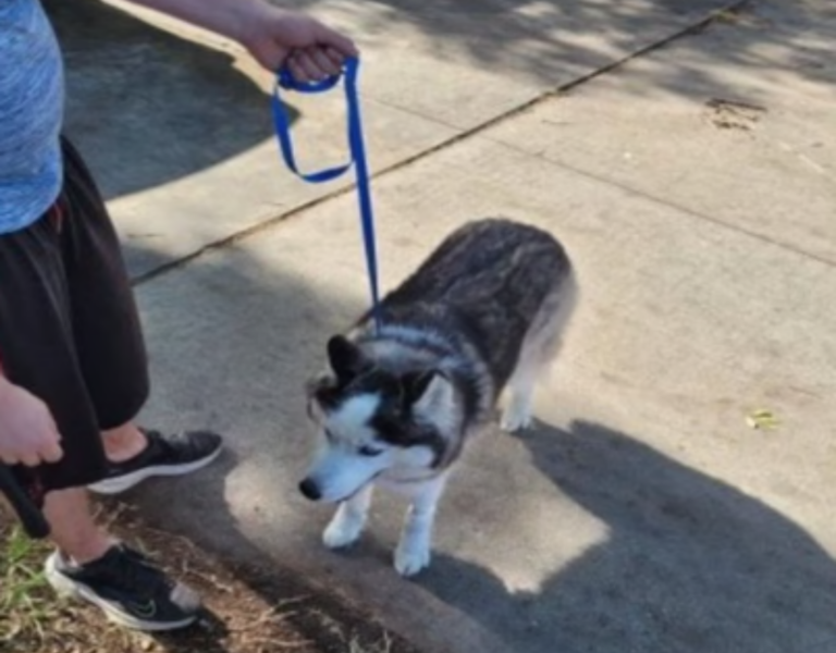 Dog With Hammer Viral Video Why Is It Trending?